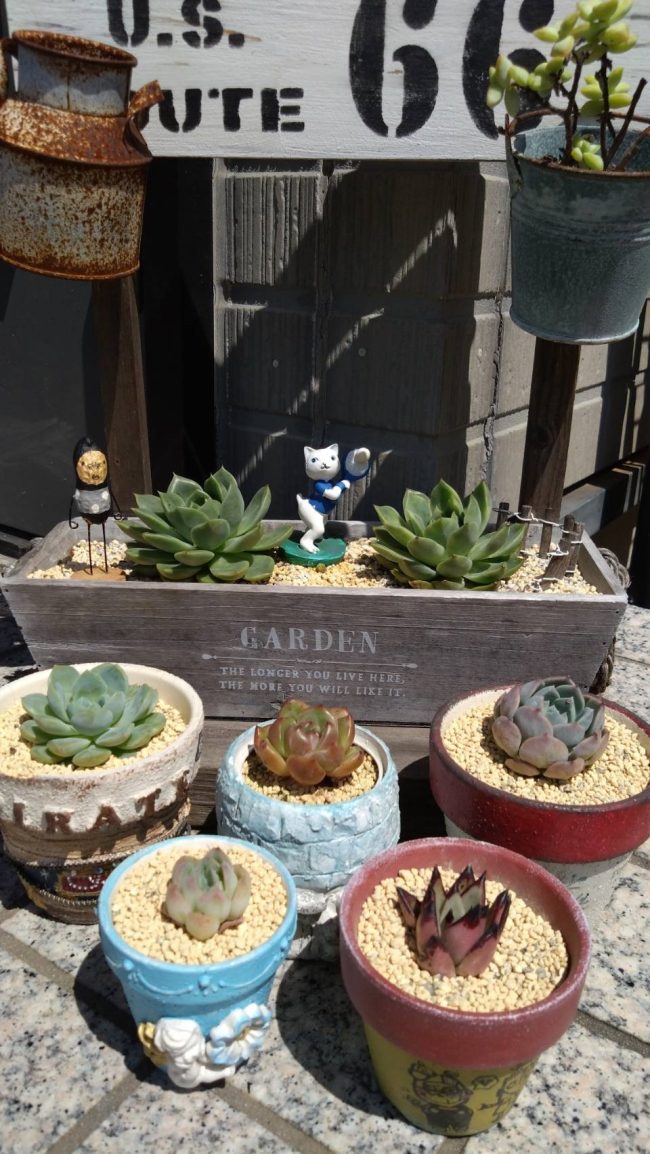 ★多肉植物と古びた道具たち★